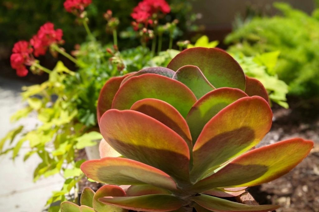 kalanchoe outdoor