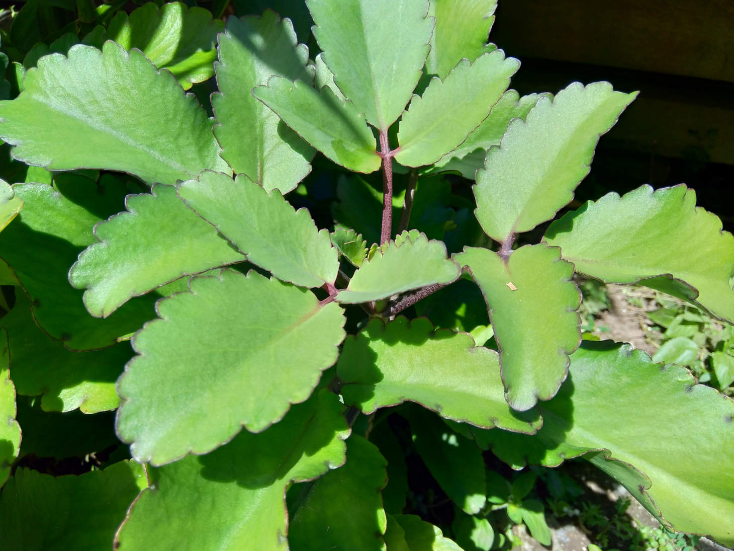 Kalanchoe Pinnata