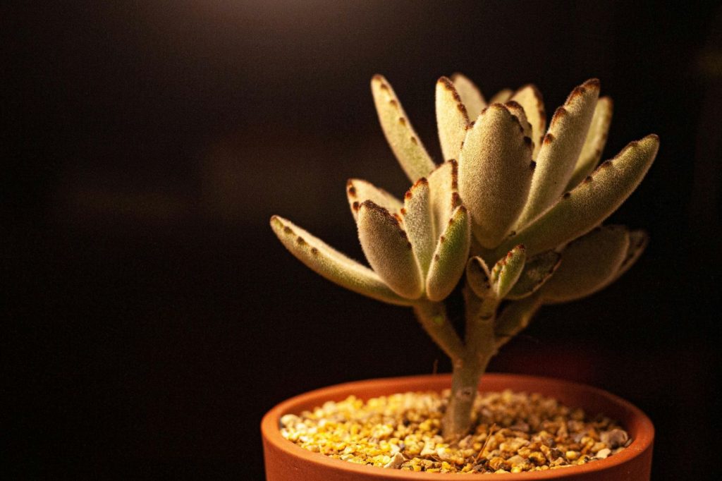 kalanchoe planted in a pot