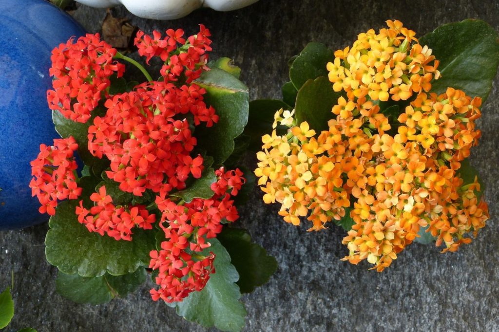 Flaming Katy plants with red and yellow flowers