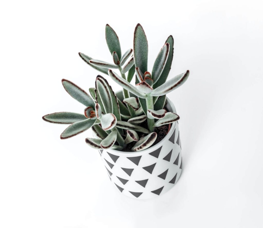 Kalanchoe Tomentosa (Panda Plant) In Modern Pot