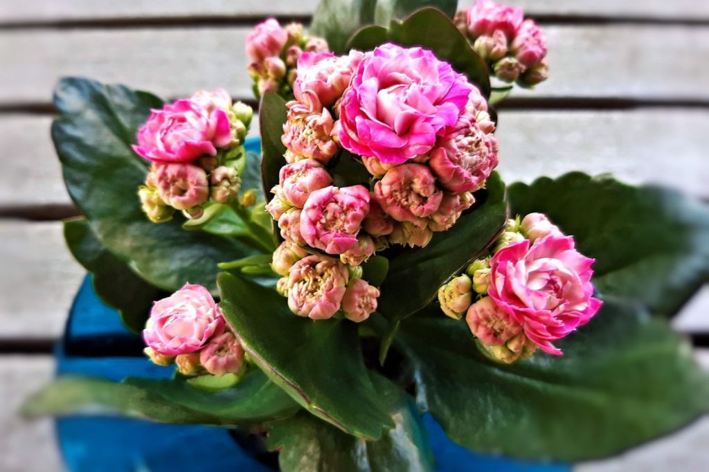 kalanchoe with pink flowers