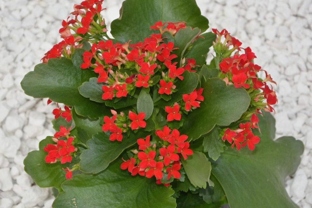 kalanchoe with red flowers