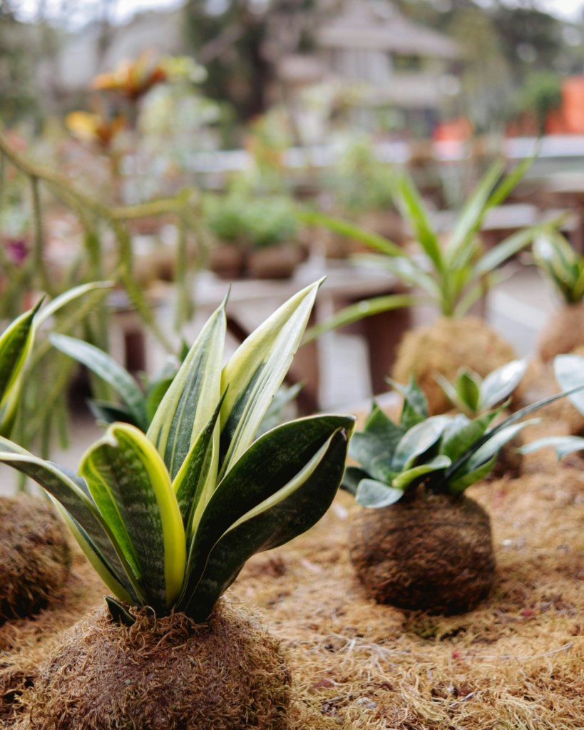 kokedama snake plant