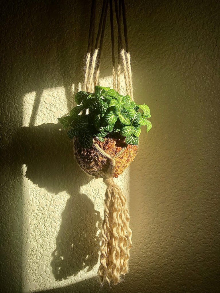 kokedama succulent receives sunlight