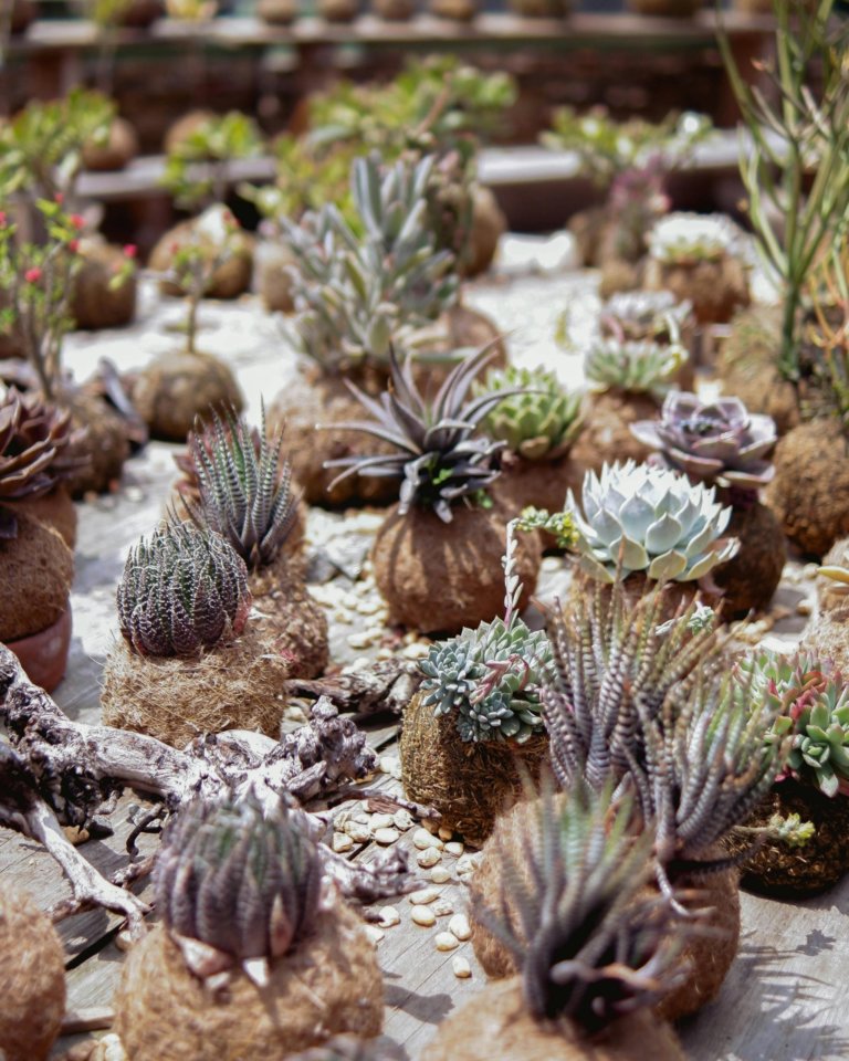 kokedama succulents