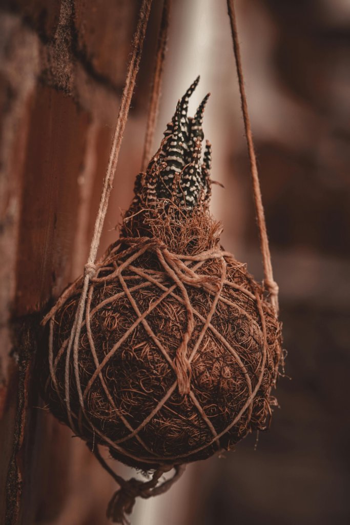 kokedama zebra plant