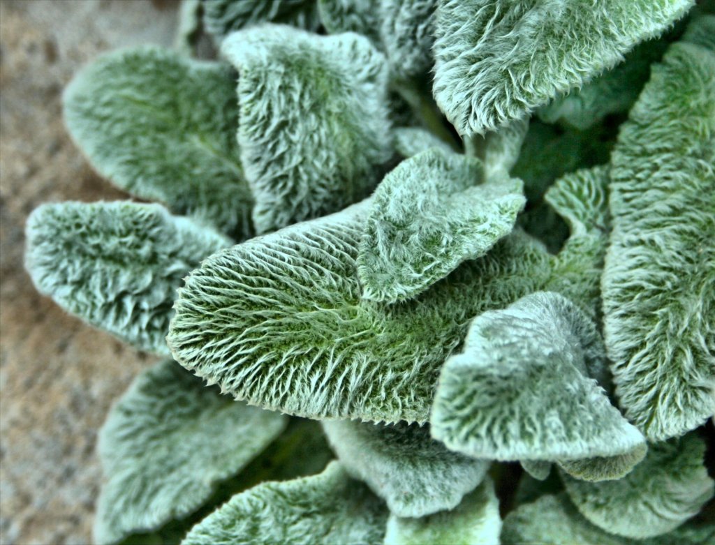 lamb’s ear plant