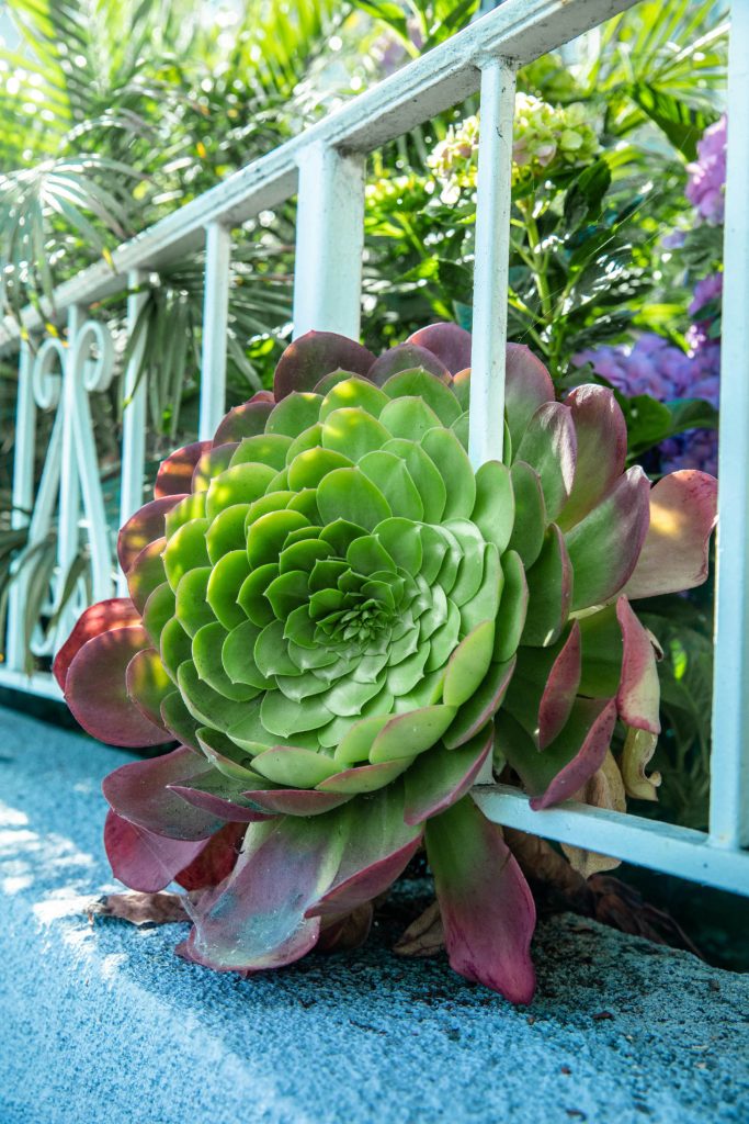 Large Aeonium Head Outdoors Coming Through Railing