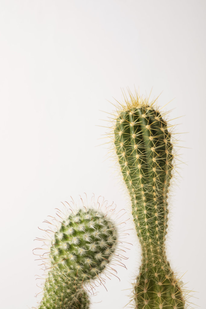 leggy cacti