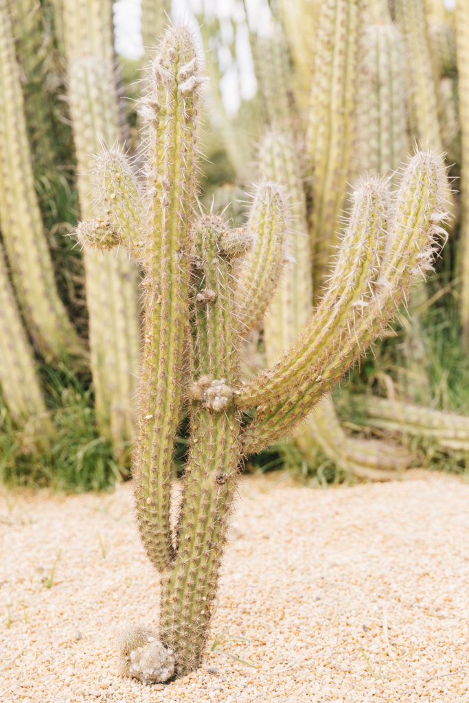 leggy cactus