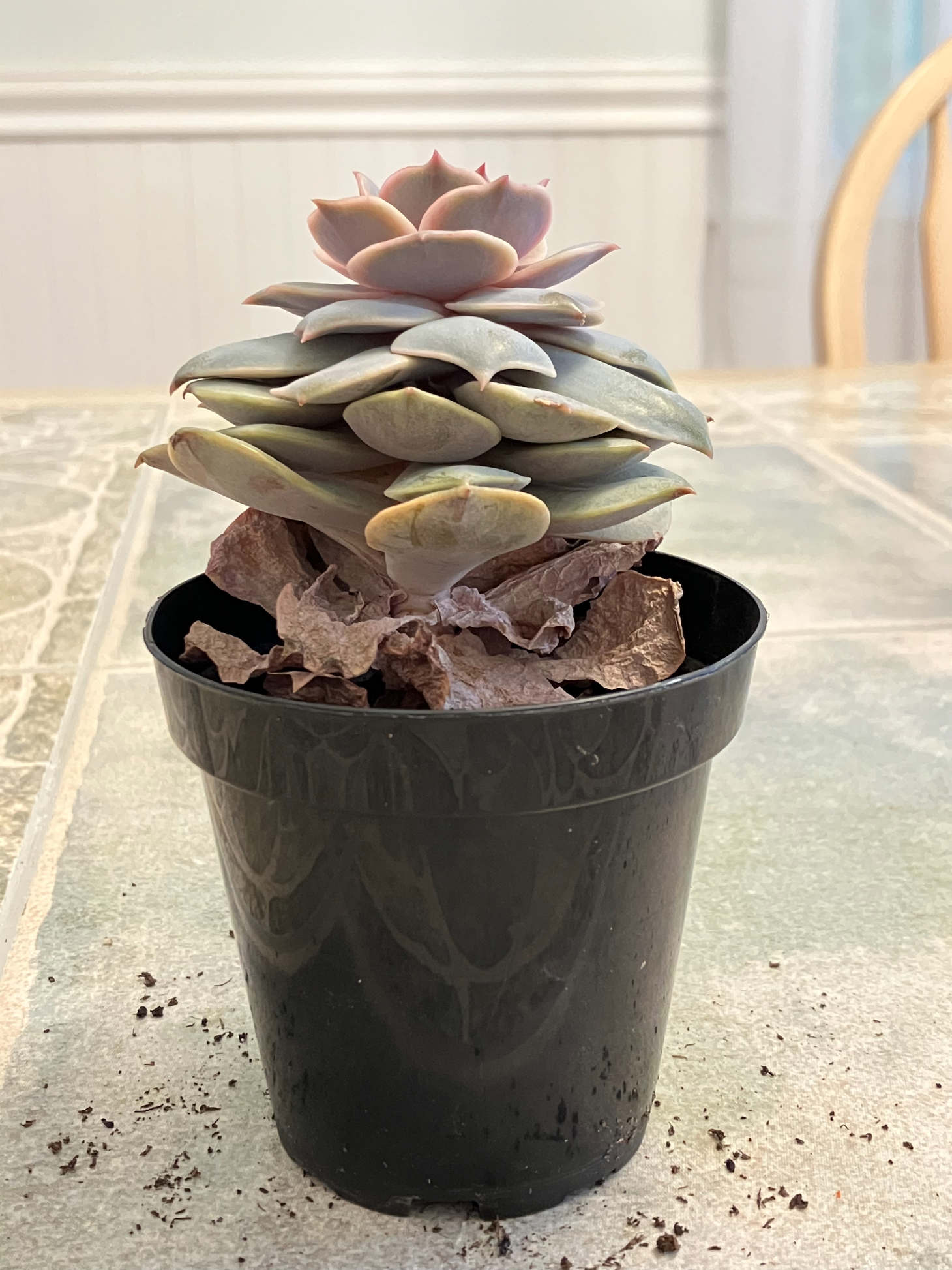 Leggy Succulent (Etiolated Echeveria)