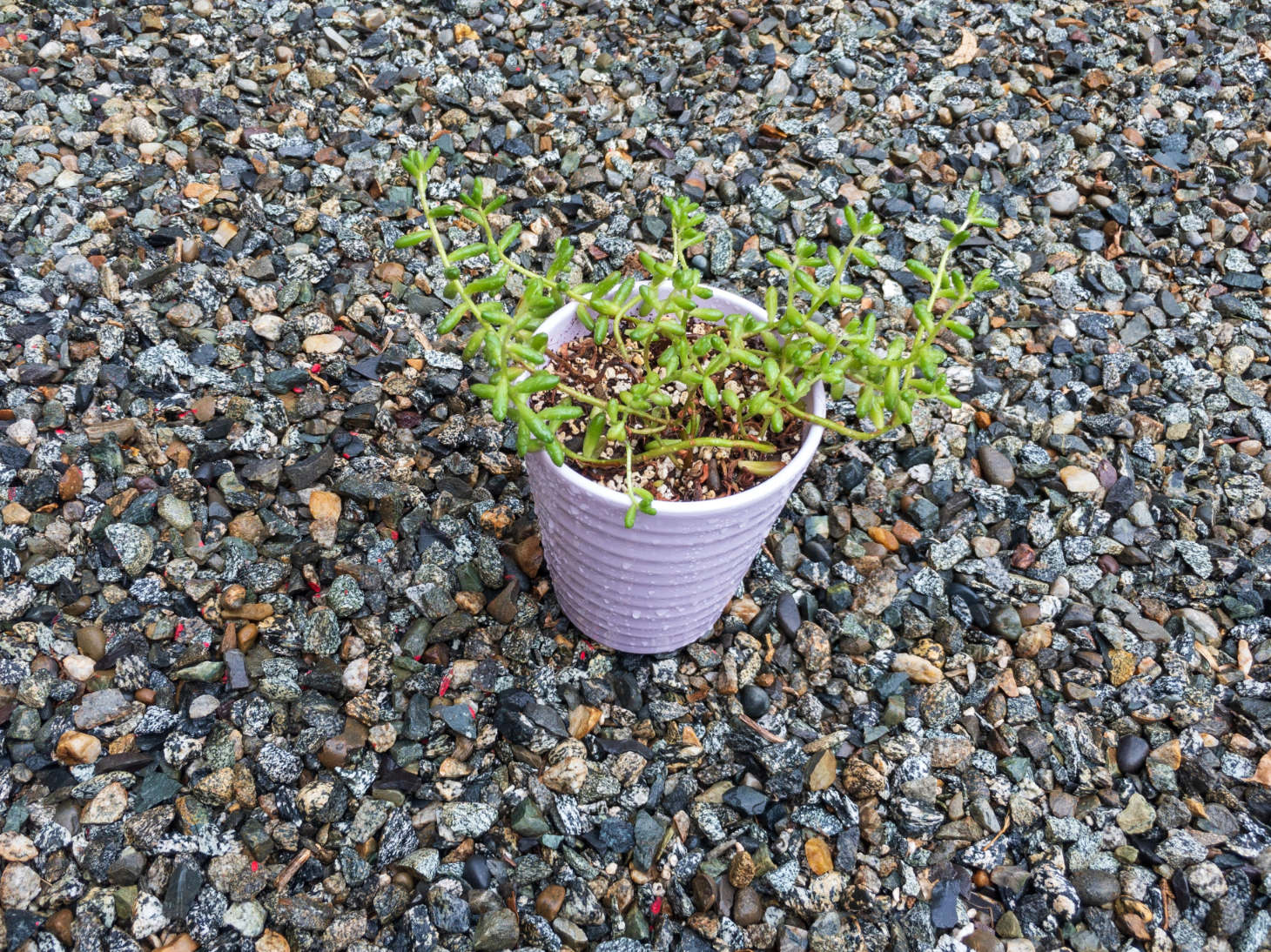 Leggy Succulent Plant (Etiolated)