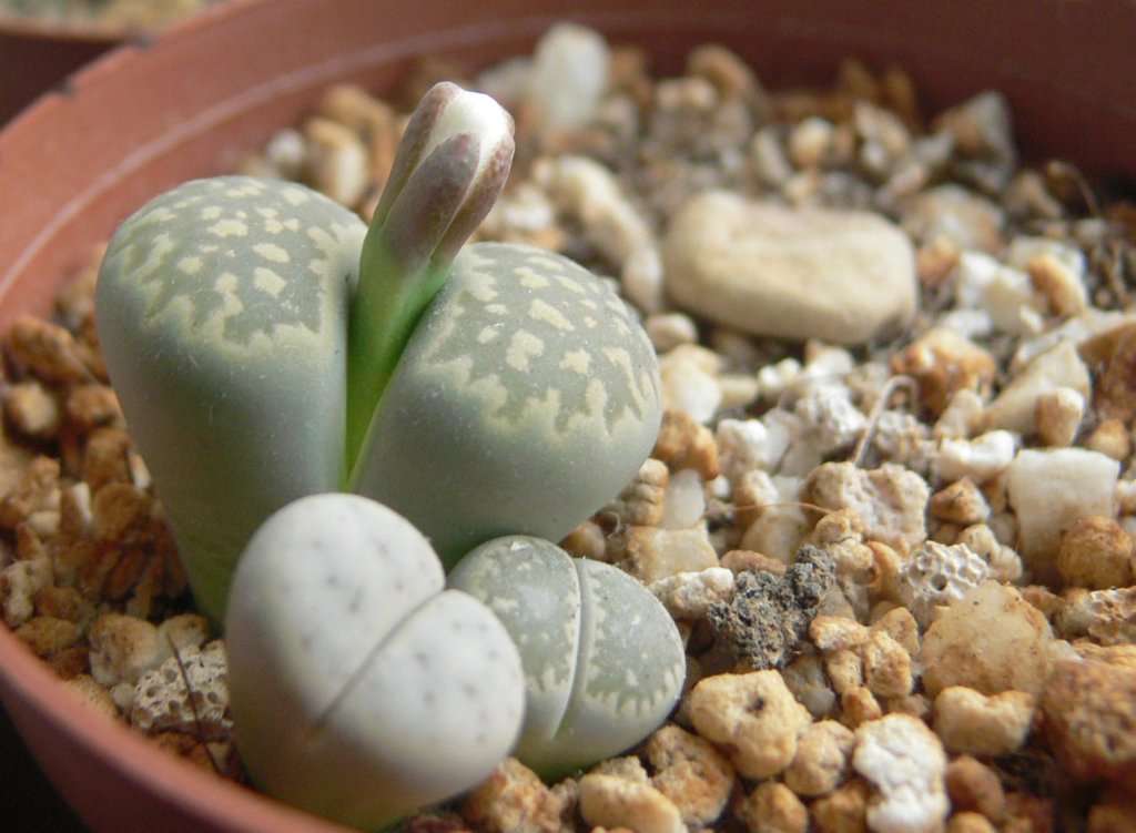 lithops in pot