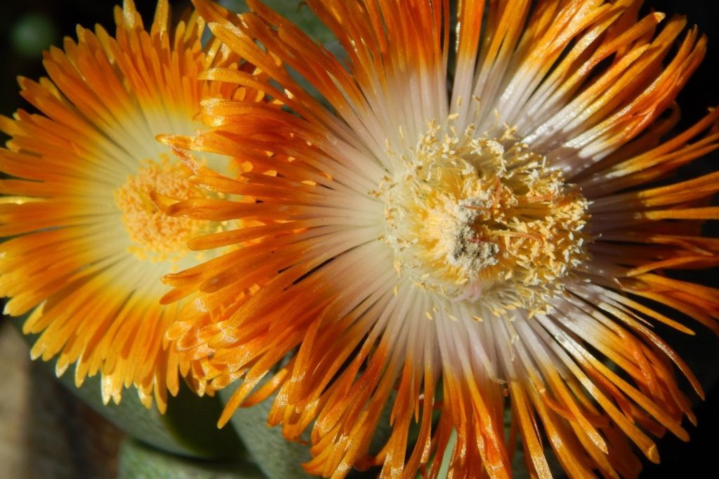 living stone or lithop flowers