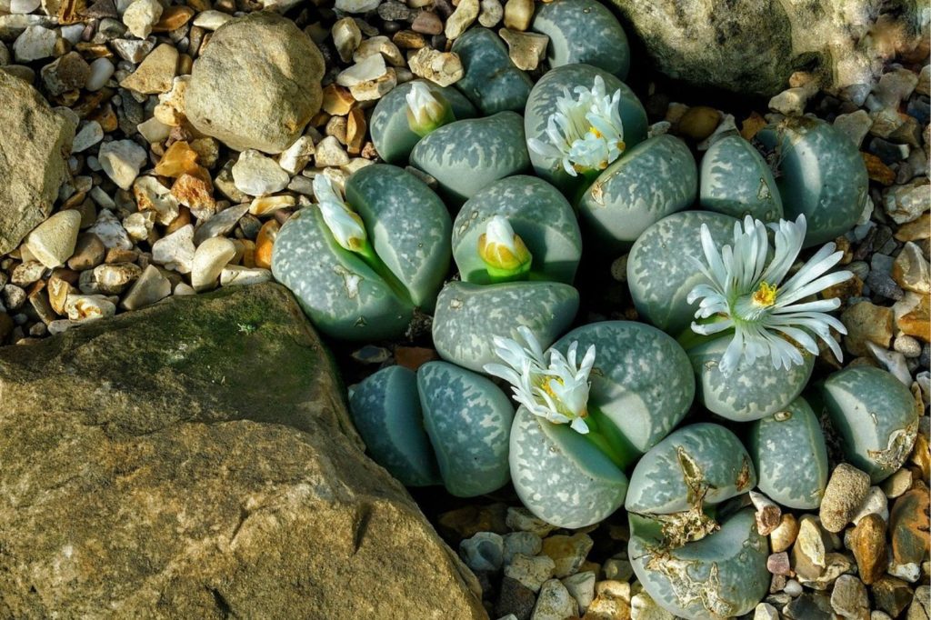 living stones or lithops with flowers