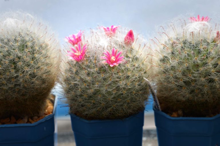 Mammillaria Bocasana Cacti Flowers (Powder Puff Pincusion Cactus)