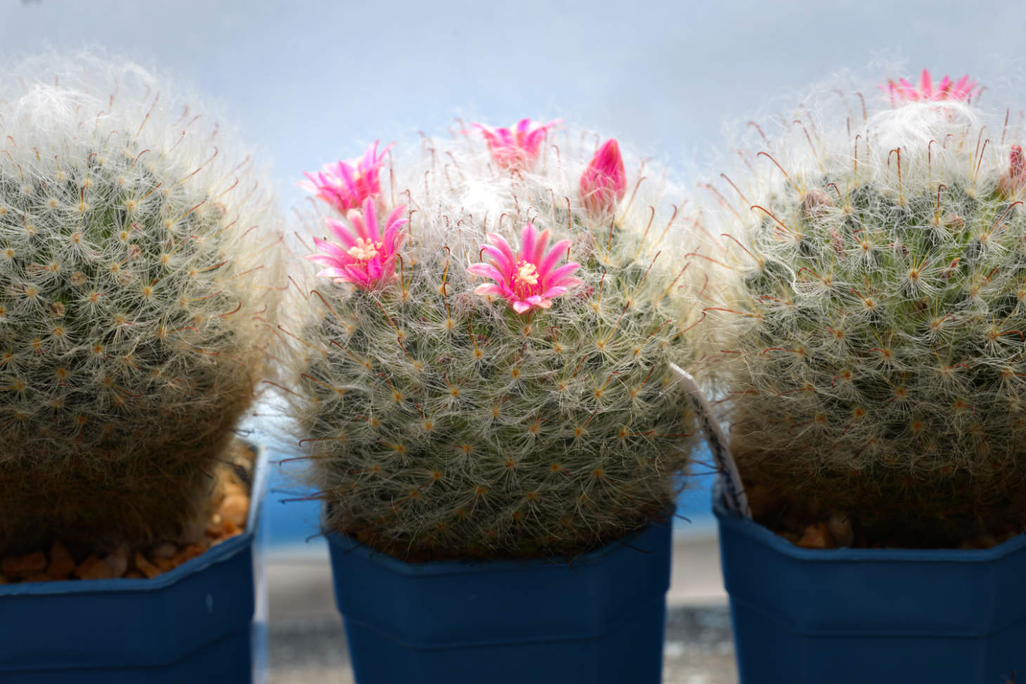 Mammillaria Bocasana Cacti Flowers (Powder Puff Pincusion Cactus)