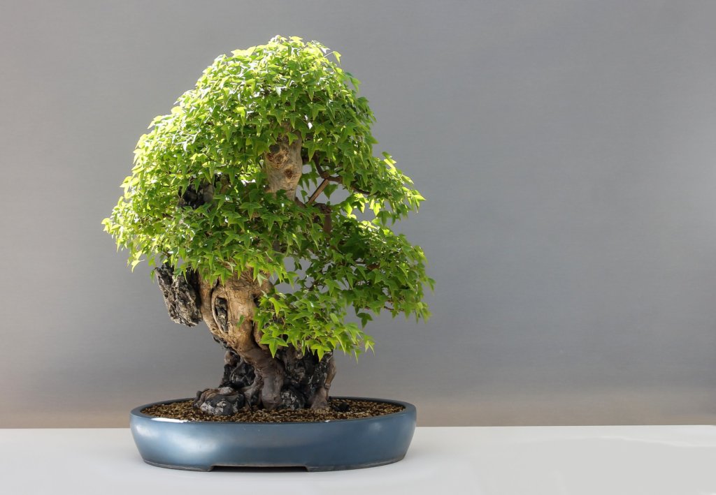 maple bonsai