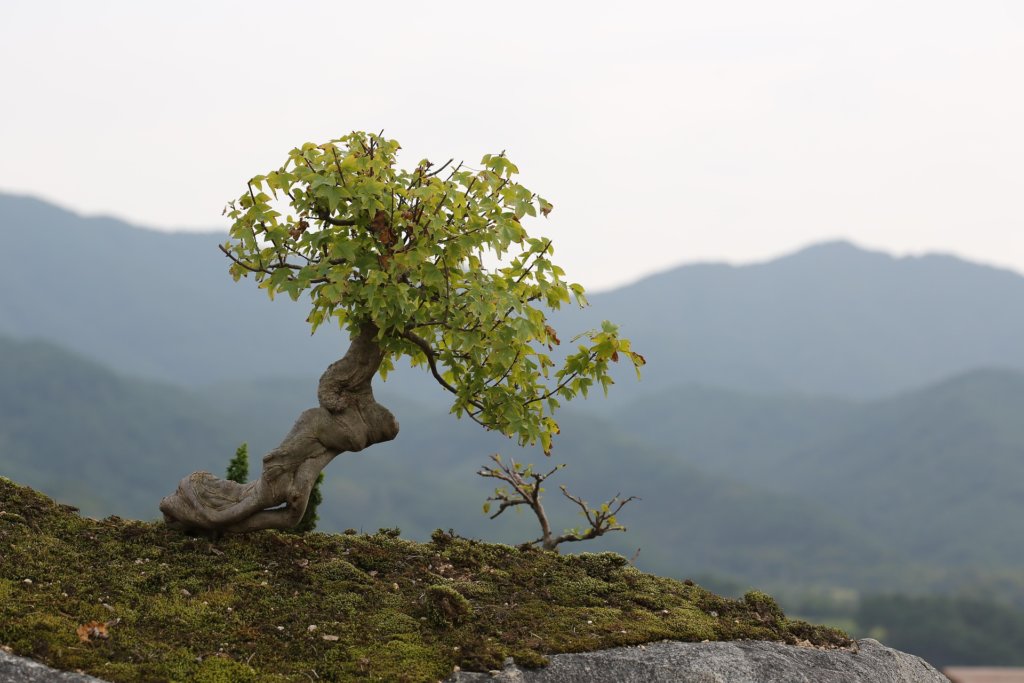 maple bonsai in ground