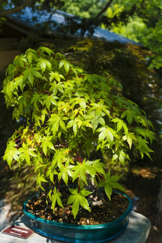 maple bonsai plant