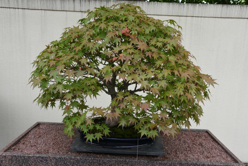 maple bonsai tree
