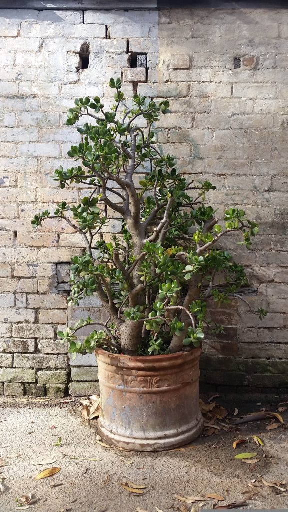 Mature Jade Tree Near Brick Wall