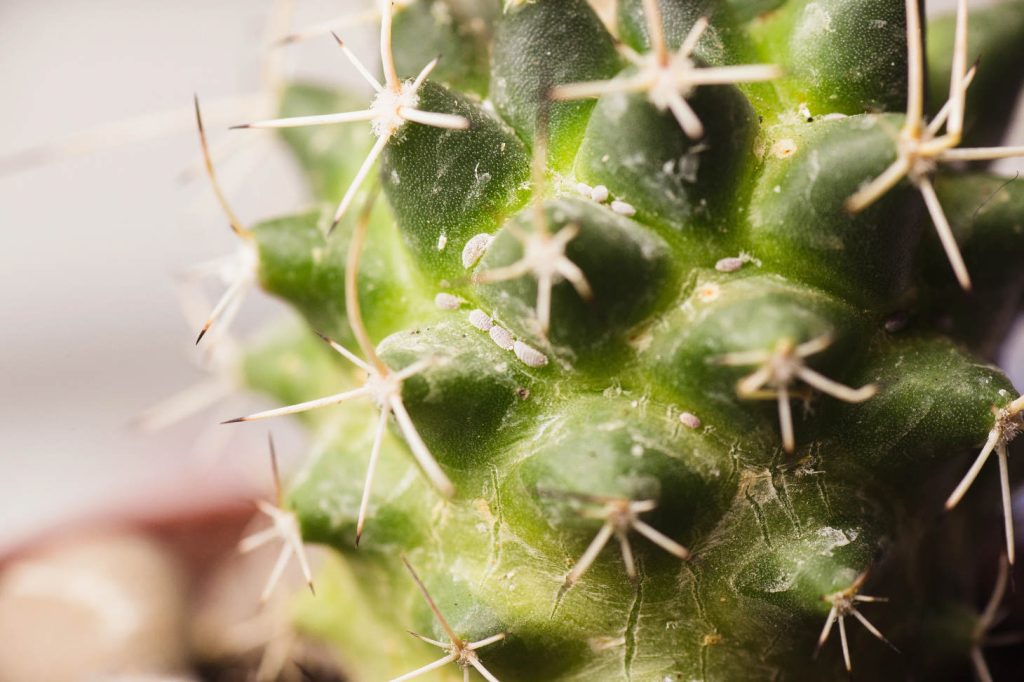 Mealy Bugs On Cactus