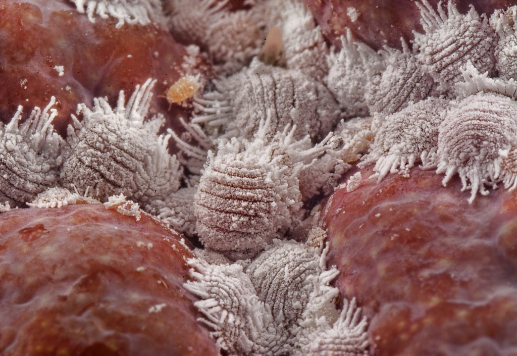 mealybugs on red plant