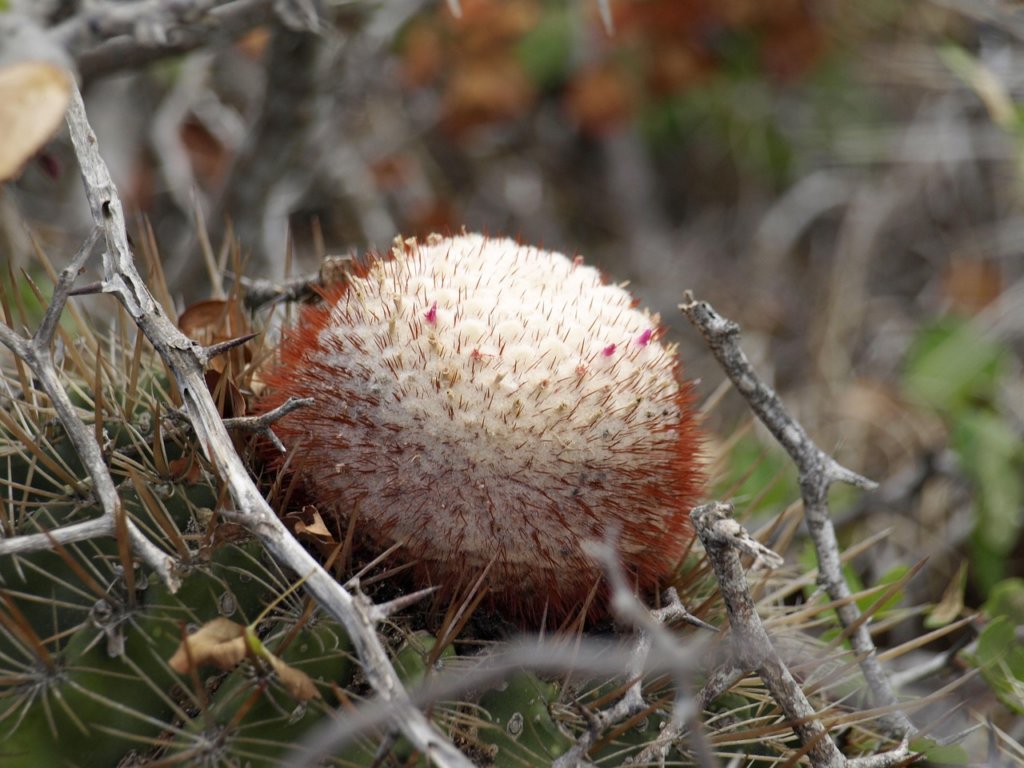 melocactus azureus with cephalium