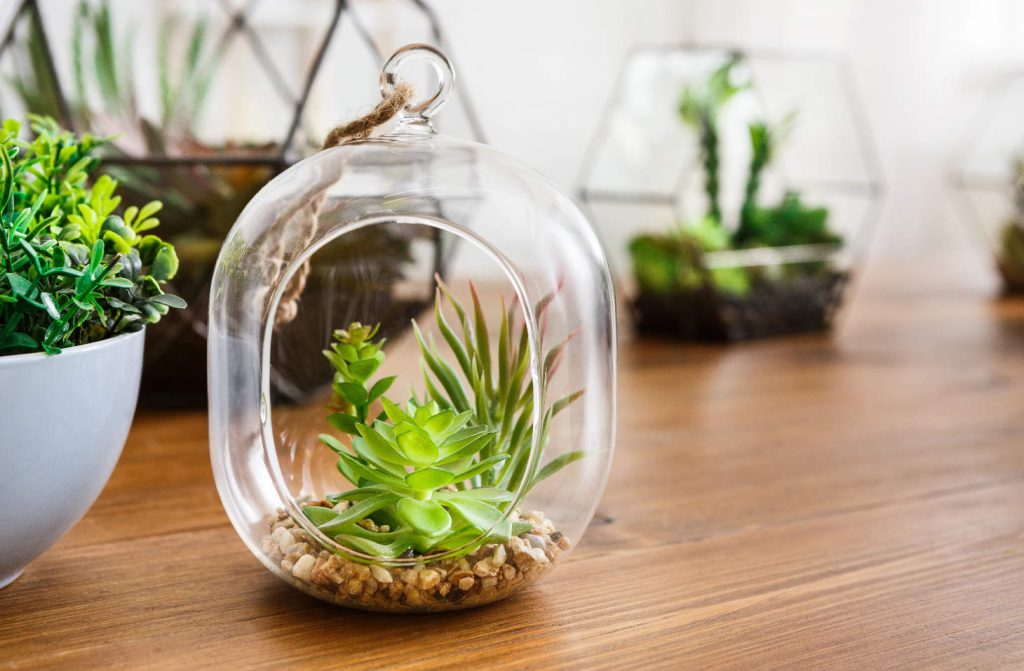 Mini Glass Terrarium Holding Succulents