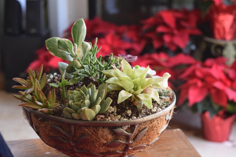 mixed succulents in a bowl