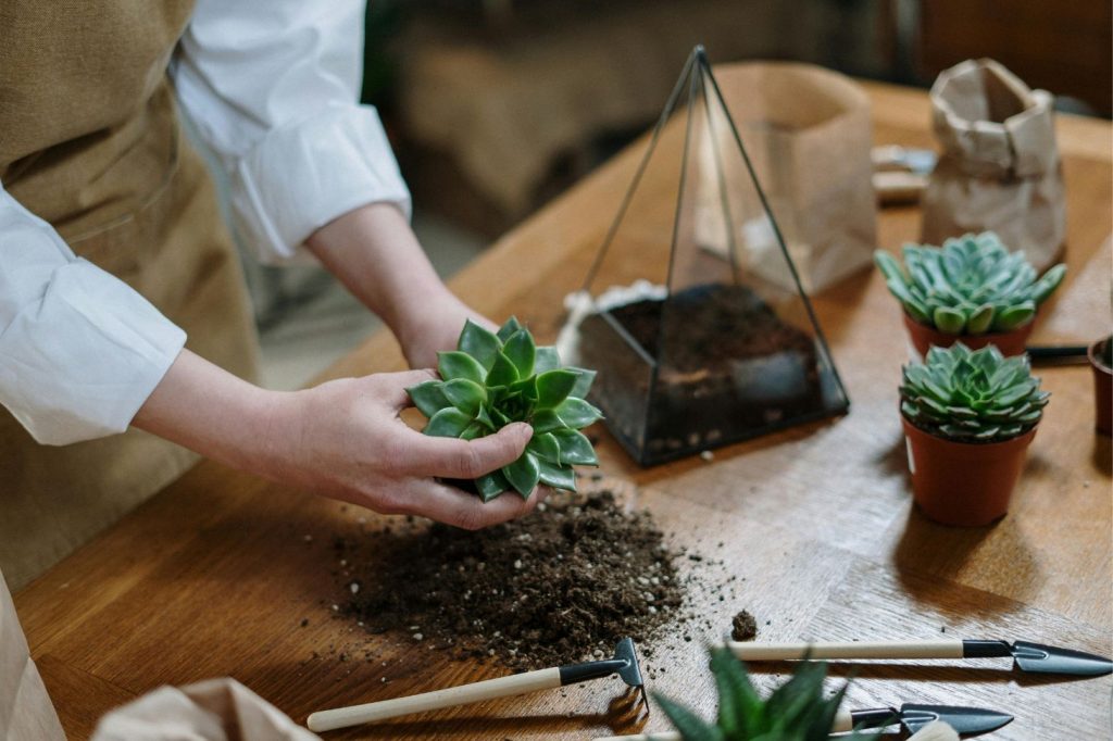 replacing potting soil for succulents