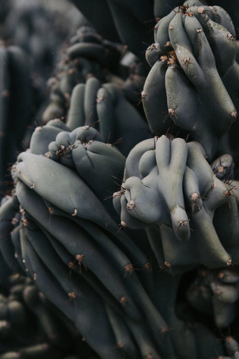 monstrose cereus cactus