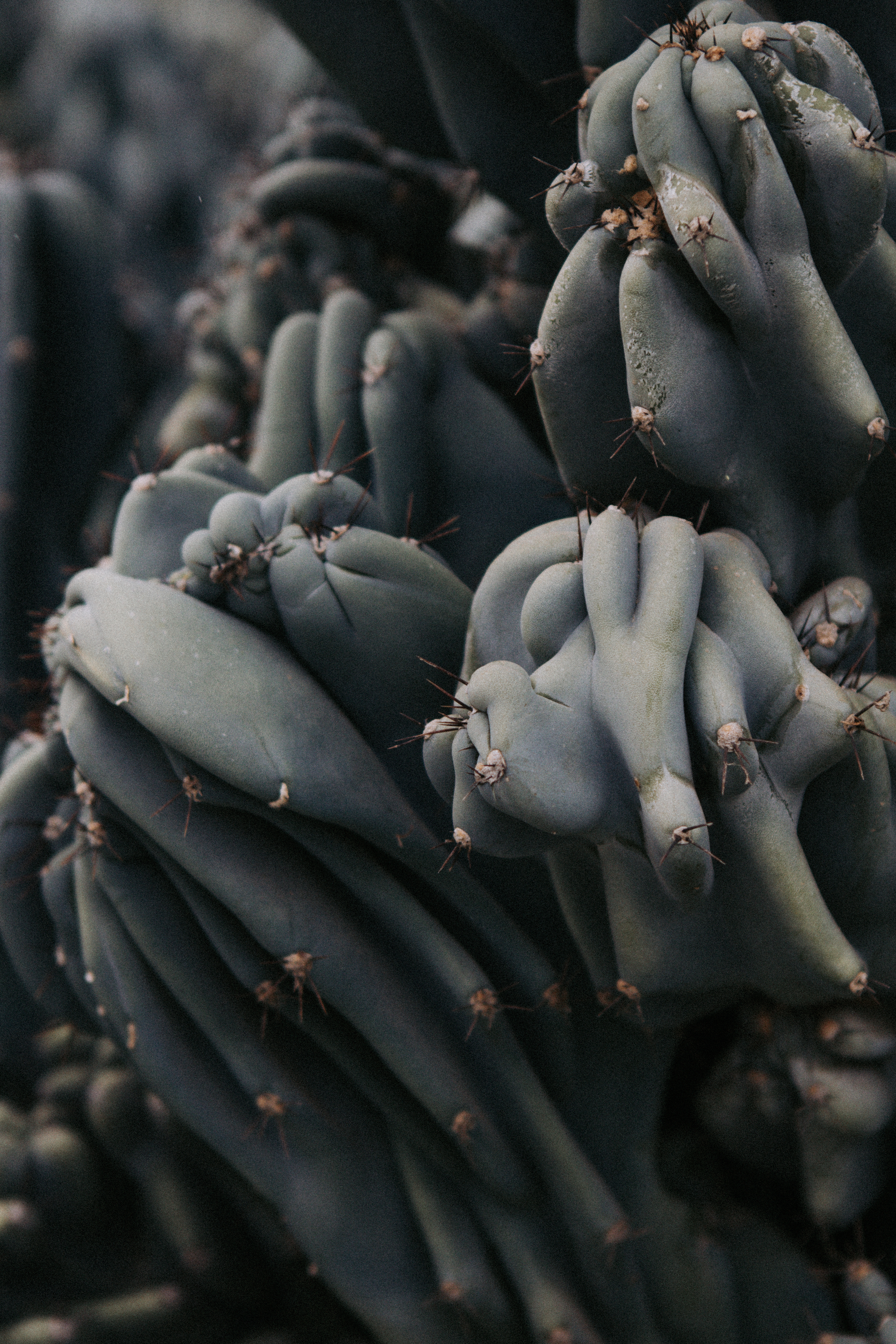 monstrose cereus cactus
