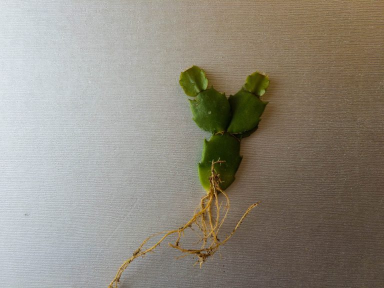 New Roots On Thanksgiving Cactus Cutting