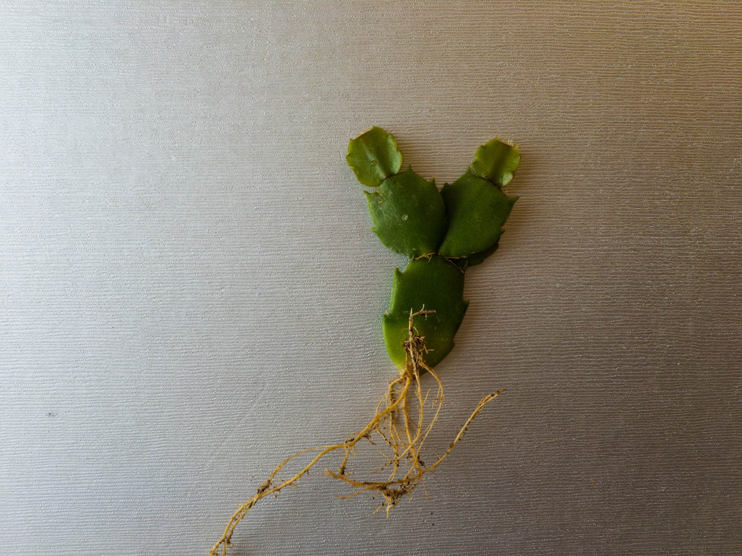 New Roots On Thanksgiving Cactus Cutting