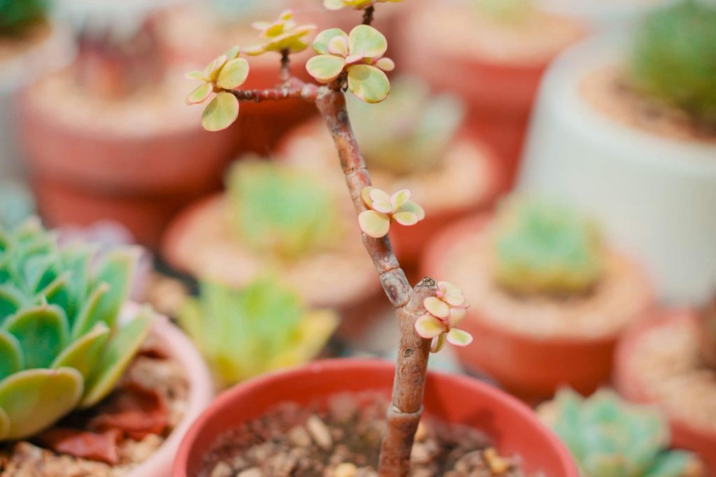 newly planted elephant bush in a pot