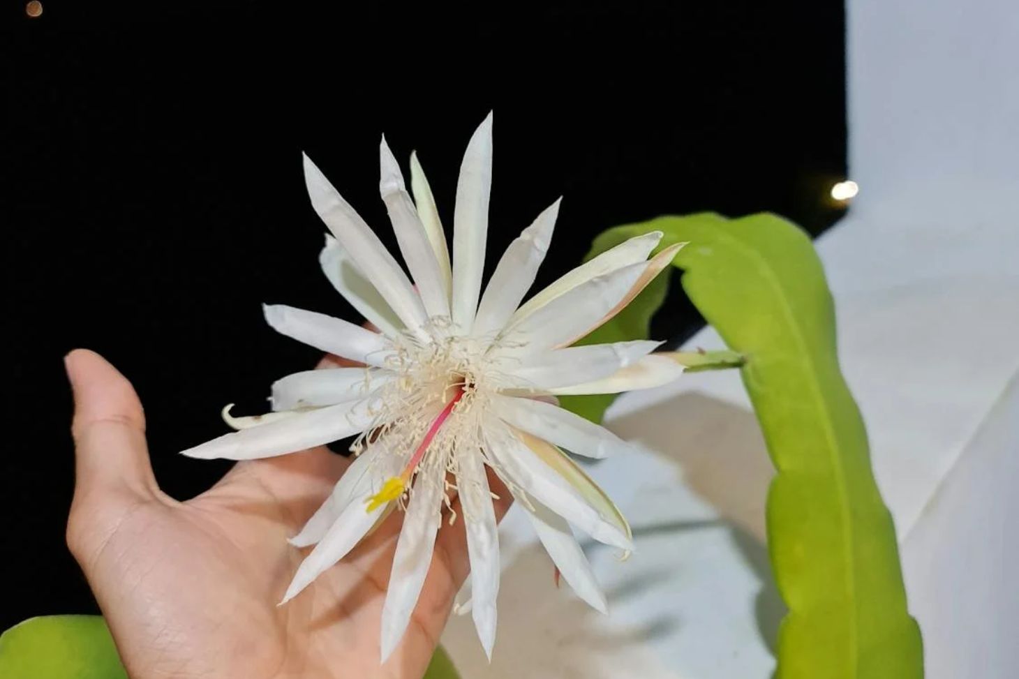 night blooming cereus