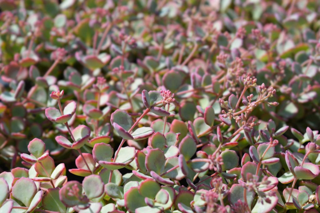 October Daphne (Pink Succulent)