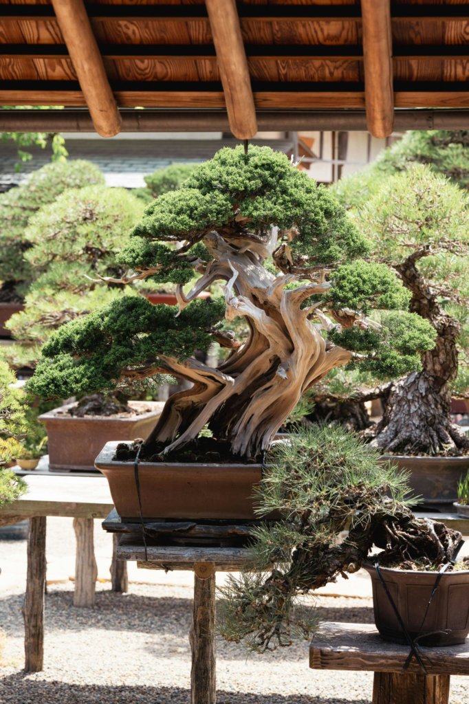 old bonsai