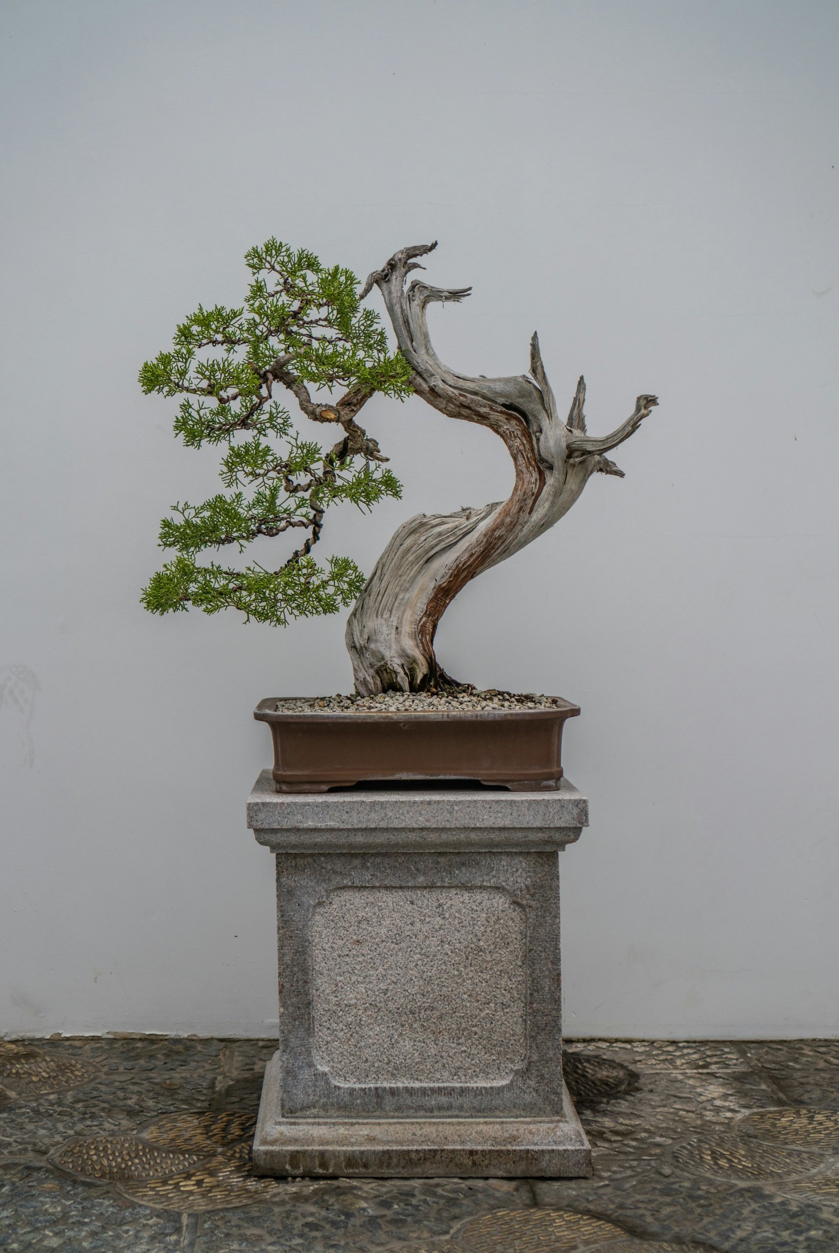 old bonsai on a stand