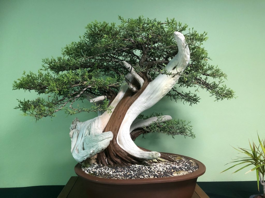 old bonsai tree