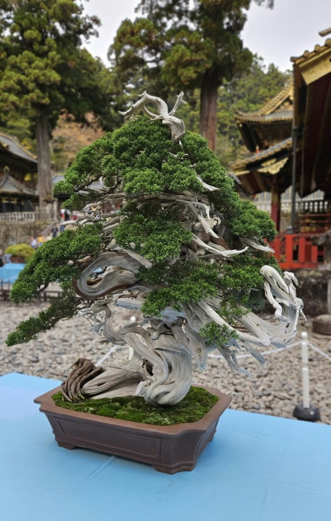 old cypress bonsai