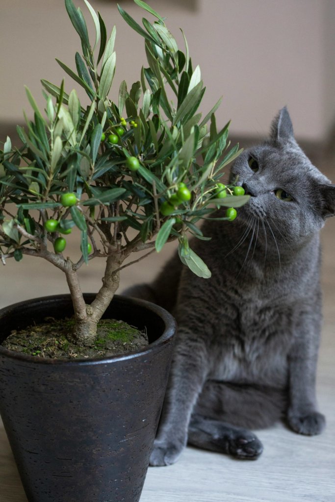 olive bonsai tree with cat