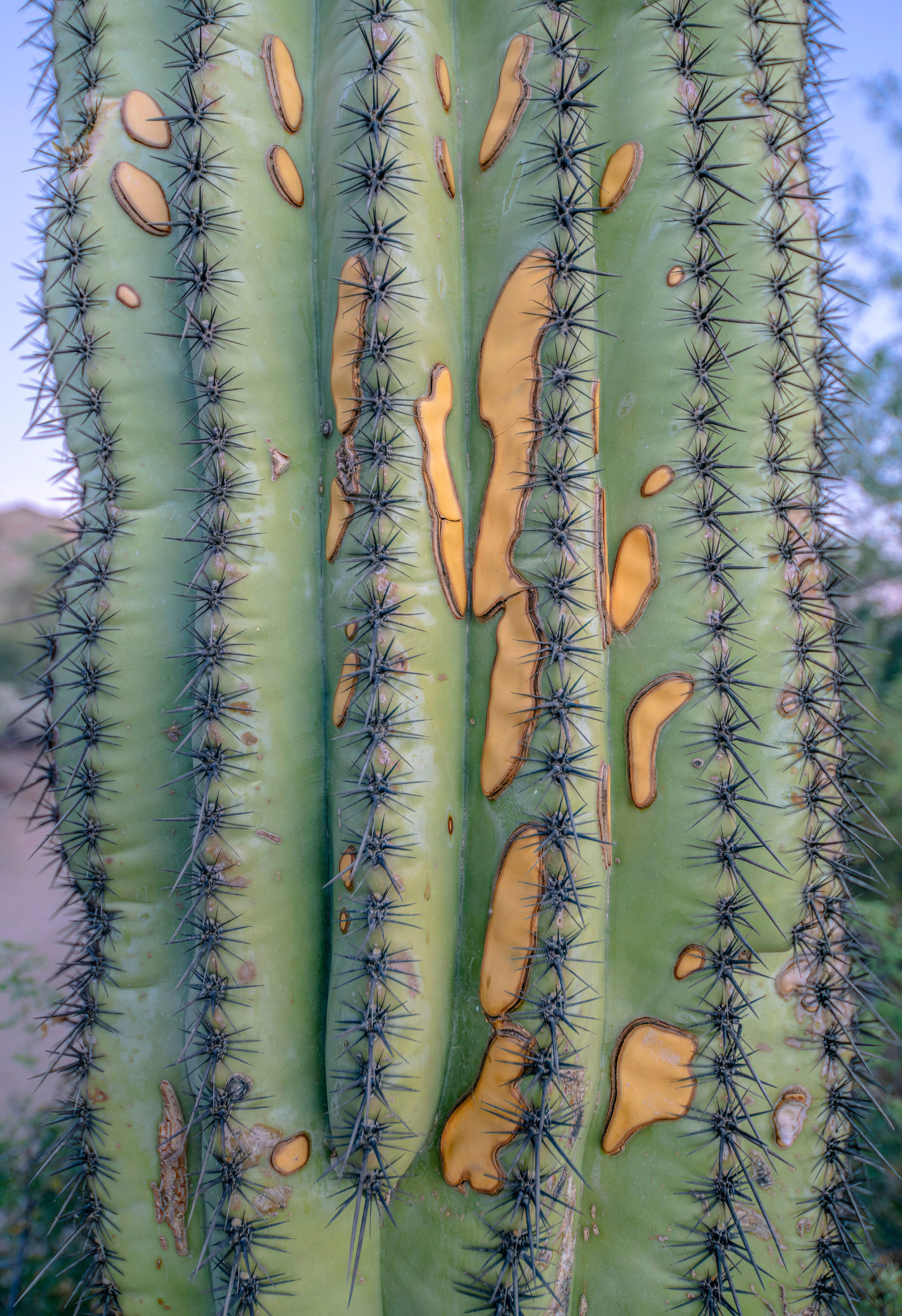 orange or rust colored cactus, saguaro cactus