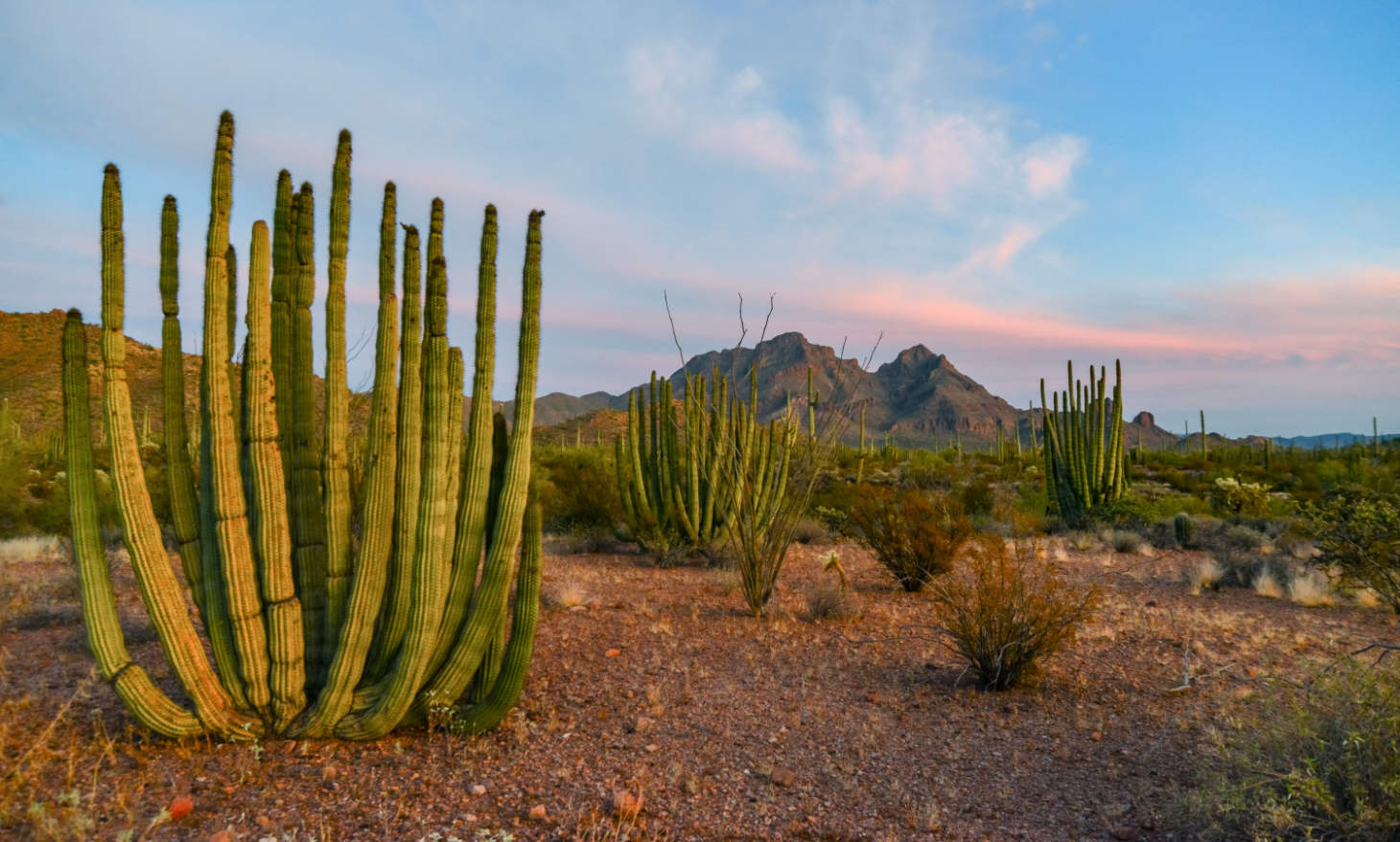 Organ Pipe Cactus Against Blue Sky Stenocereus Thurberi