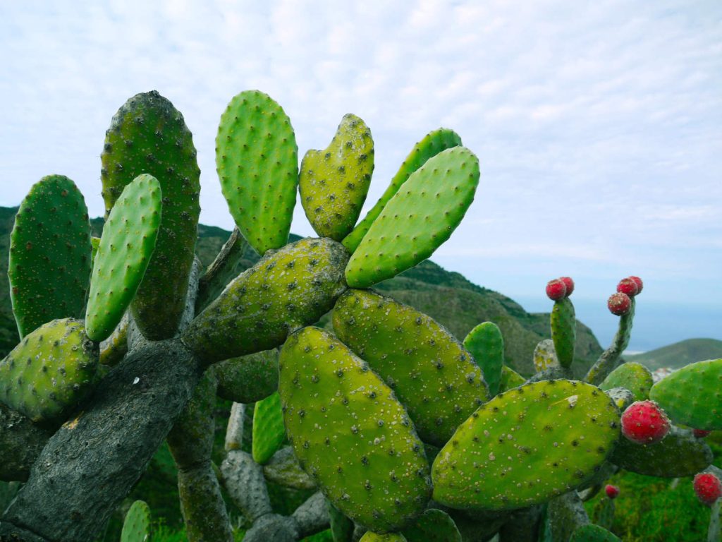 Outdoor Prickly Pear With Red Fruit