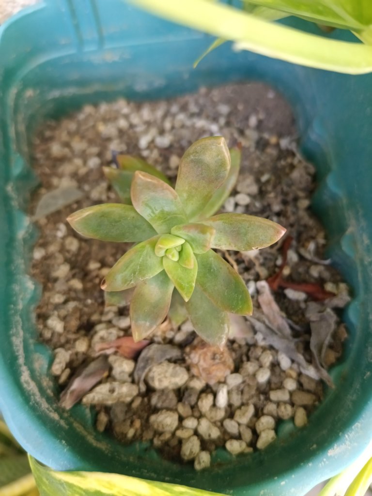 overfertilized echeveria