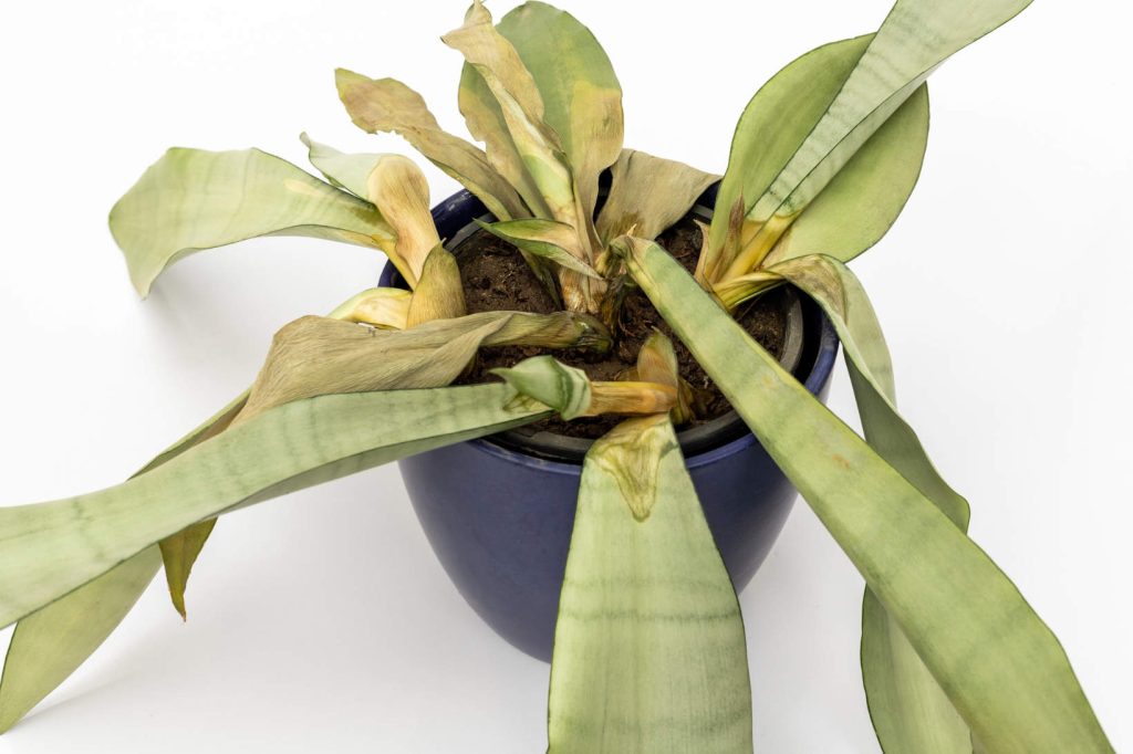 Overwatered Moonshine Snake Plant (Yellow Leaves succulent)
